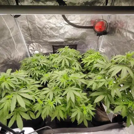 Segundo indoor