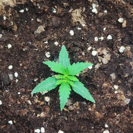Segundo indoor