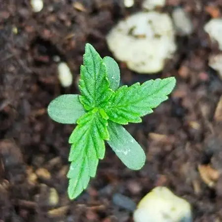 Segundo indoor