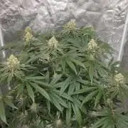 Black Badazz F1 regular