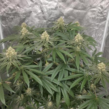 Black Badazz F1 regular