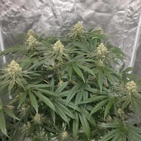 Black Badazz F1 regular