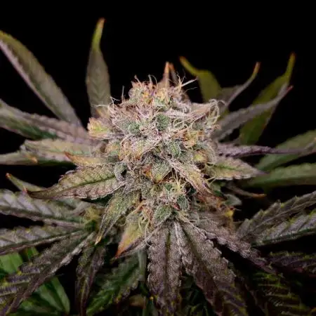 Mephisto Wedding Auto