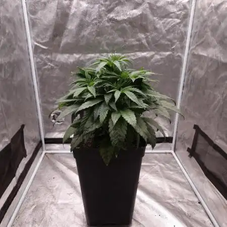 Mephisto Wedding Auto