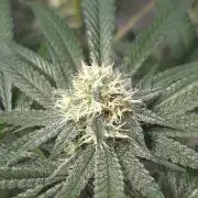 Black Badazz F1 regular