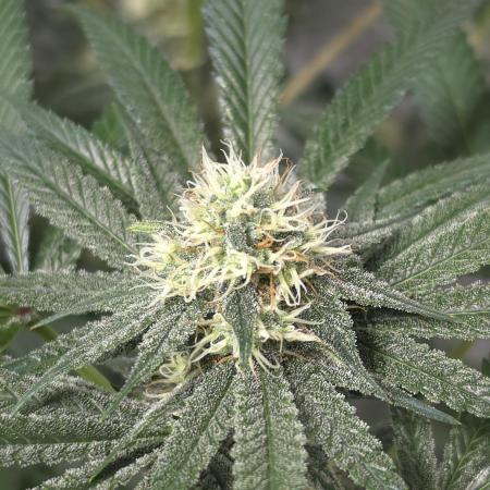 Black Badazz F1 regular