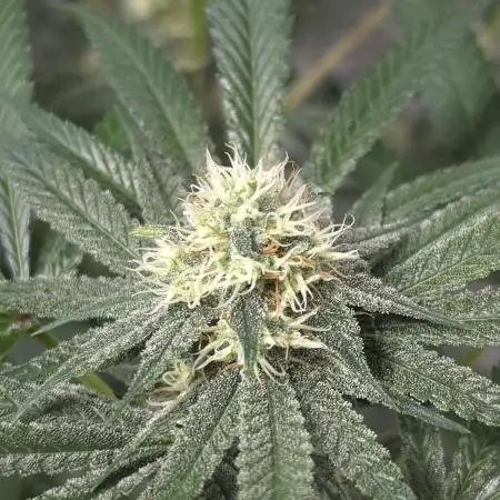 Black Badazz F1 regular