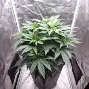 Bon Boni ( Bonpari 99 x BaC )