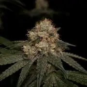 Black Badazz F1 regular