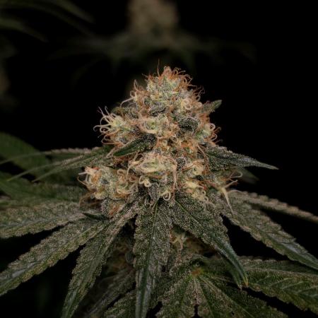Black Badazz F1 regular