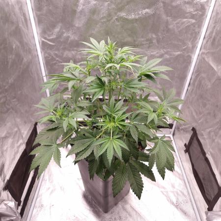 Fast Cakes ( Powder Cakes x Auto Dyck )