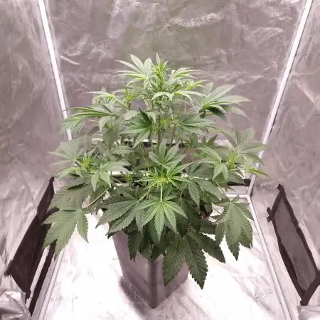 Fast Cakes ( Powder Cakes x Auto Dyck )