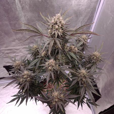 Fast Cakes ( Powder Cakes x Auto Dyck )