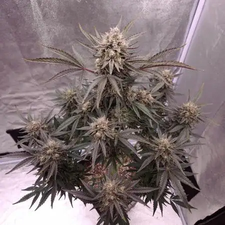 Fast Cakes ( Powder Cakes x Auto Dyck )