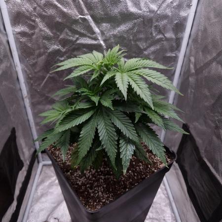 Bon Boni ( Bonpari 99 x BaC )