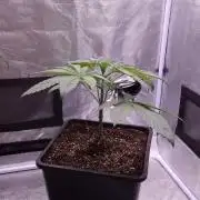 Black Badazz F1 regular