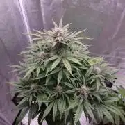 Mephisto Wedding Auto