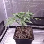 Black Badazz F1 regular