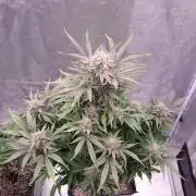 Mephisto Wedding Auto