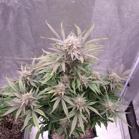 Mephisto Wedding Auto
