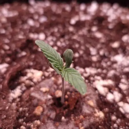 Mephisto Wedding Auto