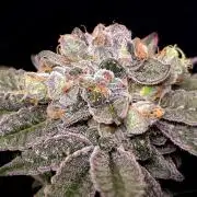 C.I.P. Kush