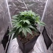 Bon Boni ( Bonpari 99 x BaC )