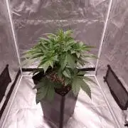 Fast Cakes ( Powder Cakes x Auto Dyck )