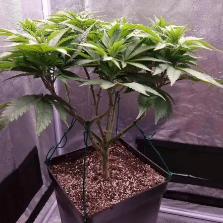 Bon Boni ( Bonpari 99 x BaC )