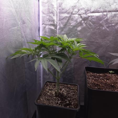 Black Badazz F1 regular