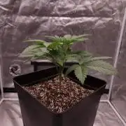 Fast Cakes ( Powder Cakes x Auto Dyck )