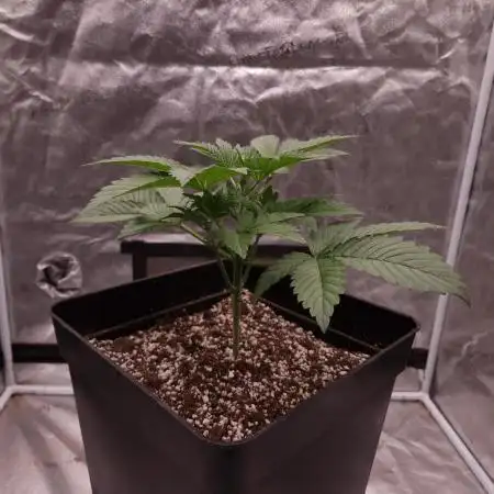 Fast Cakes ( Powder Cakes x Auto Dyck )