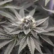 C.I.P. Kush