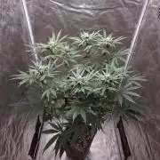 C.I.P. Kush