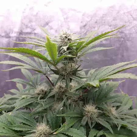 Mephisto Wedding Auto