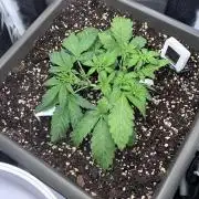 04 | Walter White (54W)
