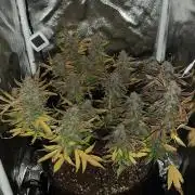 01 | SYRUP (54W)