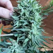 03 | SOURBUBBLY x GRAPEWALKERKUSH (54W)