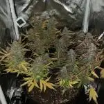 Syrup Sisters (1st grow | 54 W | 55g)