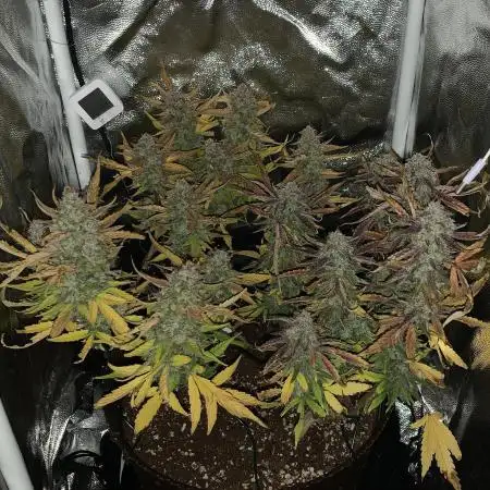 Syrup Sisters (1st grow | 54 W | 55g)