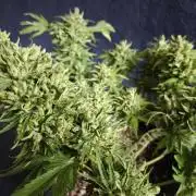 03 | SOURBUBBLY x GRAPEWALKERKUSH (54W)
