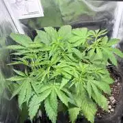 03 | SOURBUBBLY x GRAPEWALKERKUSH (54W)