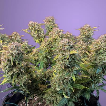 02 | CANNA-CHEESE 1:1 (54W)