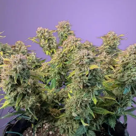 02 | CANNA-CHEESE 1:1 (54W)