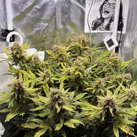 Canna-Cheese | 50W microgrow