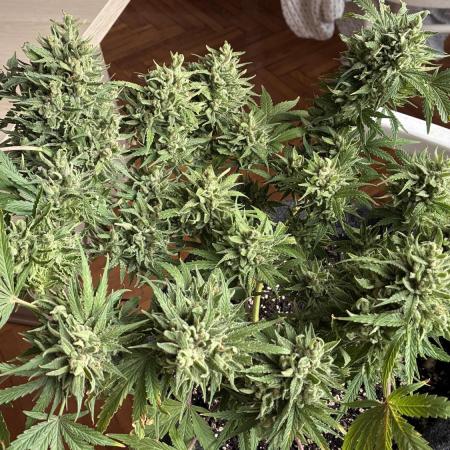 03 | SOURBUBBLY x GRAPEWALKERKUSH (54W)