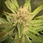 Syrup Sisters (1st grow)