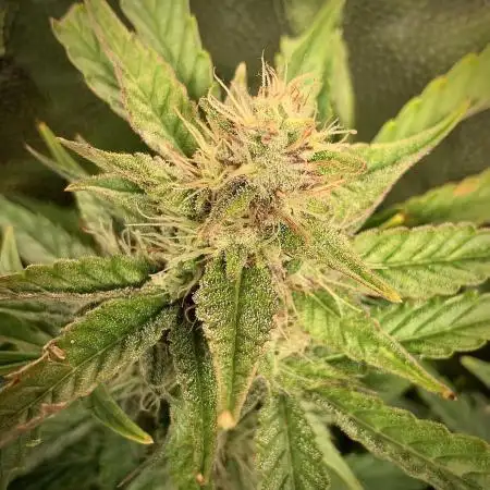 Syrup Sisters (1st grow)