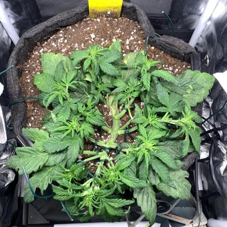 Canna-Cheese 1:1 microgrow