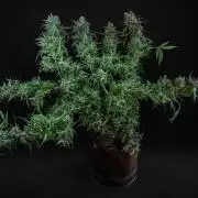 04 | WALTER WHITE (54W)